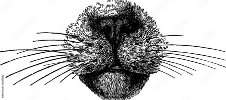 Зарисовки шерсти животных