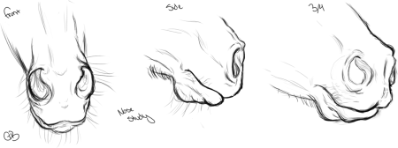 Нос животного