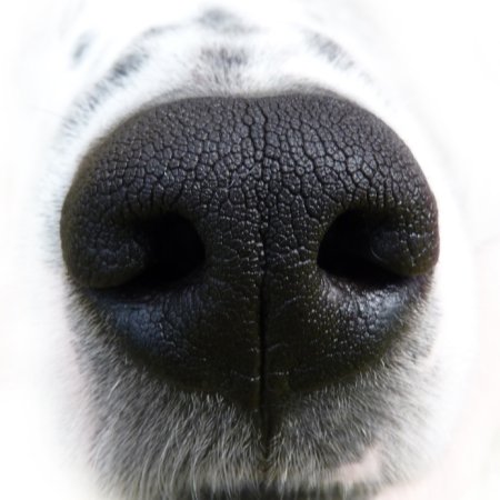 Волчьи уши туториал