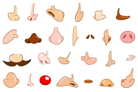 Анатомия головы медведя для рисования