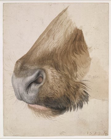 Нос волка карандашом