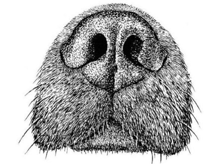 Мультяшный рот животных