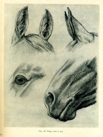 Голова хомяка