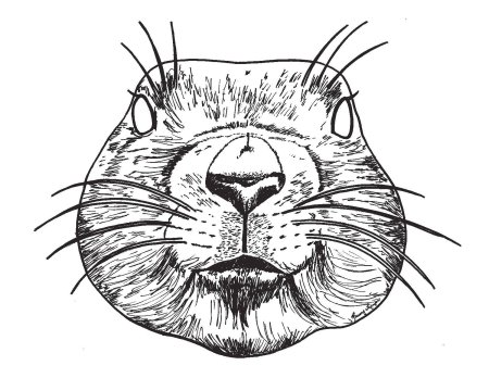 Забавные рожицы