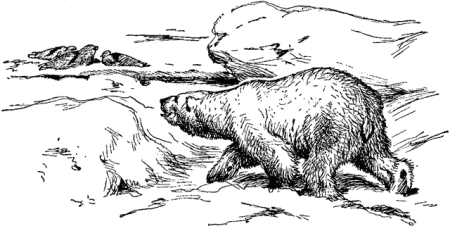 Камчатский медведь рисунок