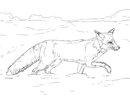 Медведь раскраска