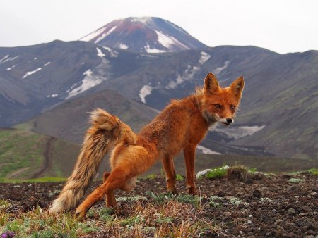 Вулканы Камчатки вектор