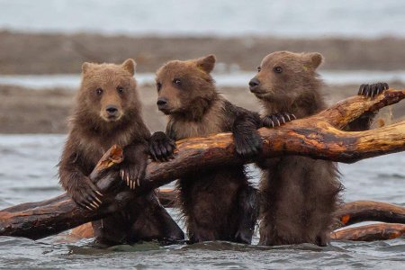 Бурый медведь Байкальский заповедник
