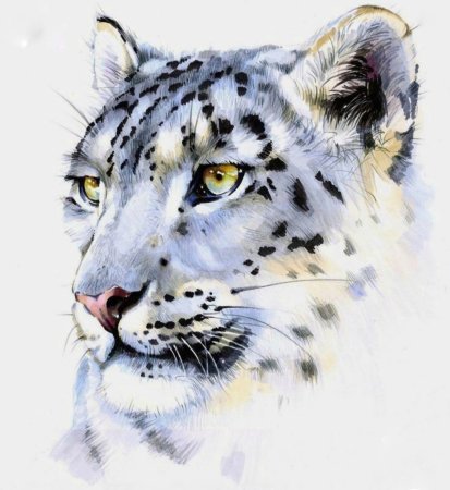 Снежный Барс Ирбис рисунок