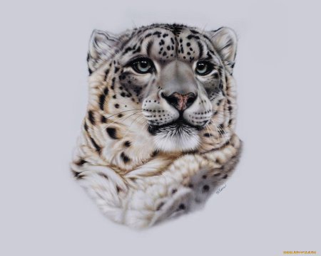 Снежный Барс вышивка крестом