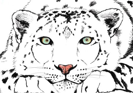 Снежный Барс для разукрашивания