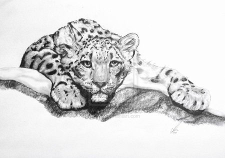 Снежный Барс карандашом