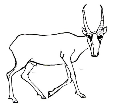 Сайгак рисунок