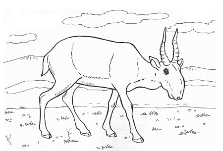 Сайгак раскраска для детей