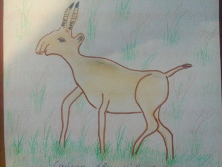 Сайгак рисунок