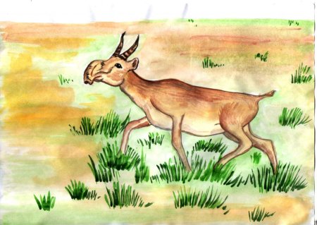 Иллюстрацию животного сайгака