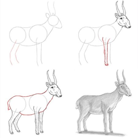 Сайгак рисунок