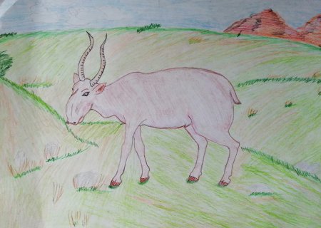 Сайгак рисунок детский