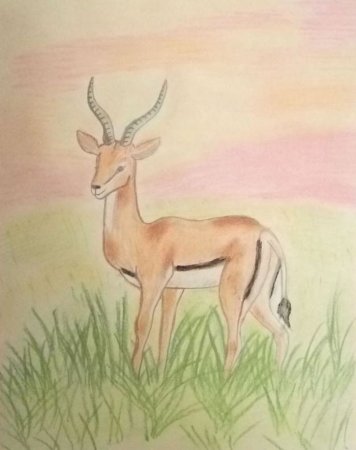 Сайгак рисунок