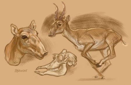 Голова сайгака