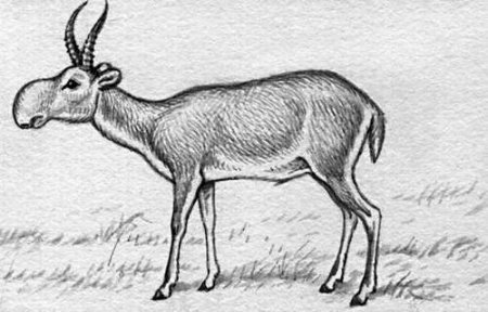 Сайгак рисунок