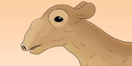 Сайгак контур