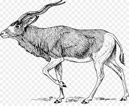 Сайгак карандашом