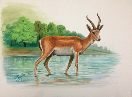 Антилопа Джейран рисунок