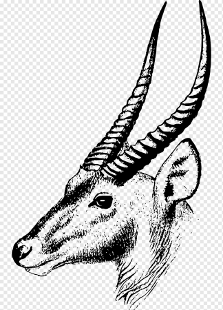 Сайгак рисунок