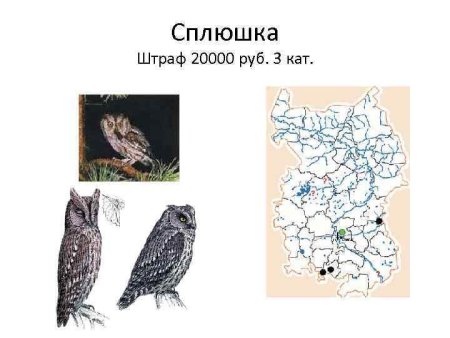 Животные из красной книги