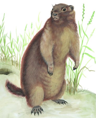 Нарисовать Рысь из красной книги для детей