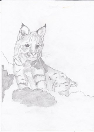 Обыкновенная лисица рисунок