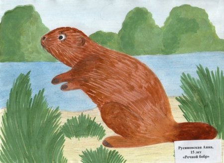 Рисование животных из красной книги