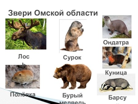 Рисунки животных занесенных в красную книгу