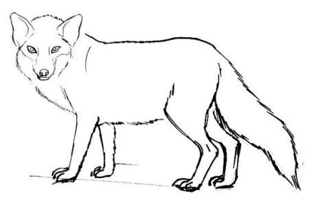 Детеныши диких животных для детей