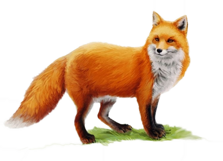 Изображение животных родного края