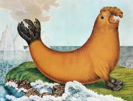 Предки моржей и тюленей