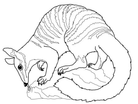 Раскраски австралийских животных