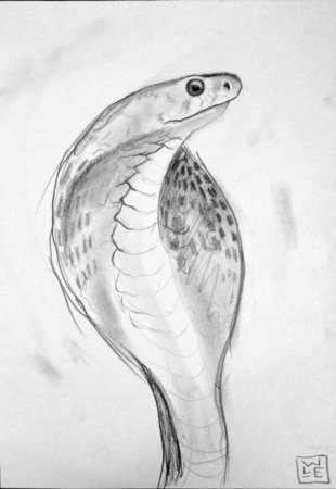 Экзотические змеи карандашом