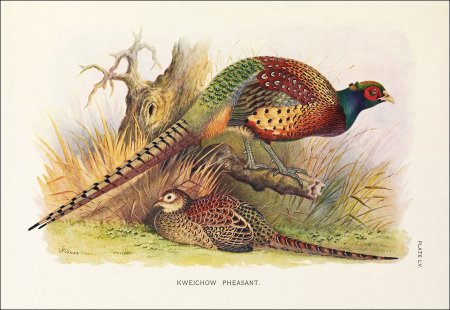 Фазаны картины