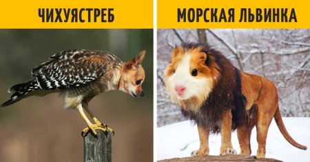Животные в мультяшном стиле