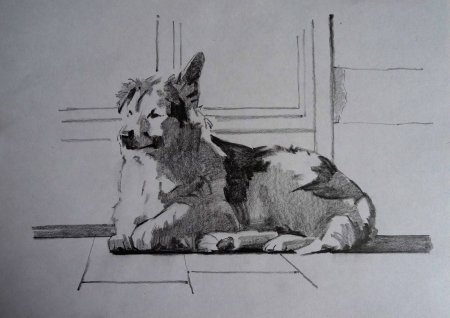 Наброски собак