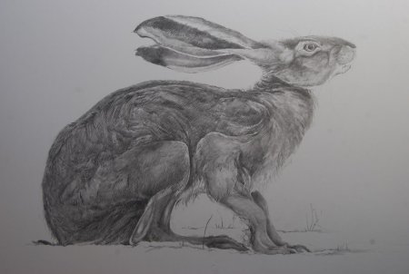 Зарисовки чучел животных