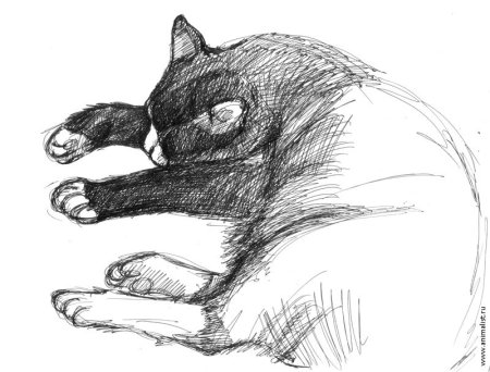 Зарисовки кошек