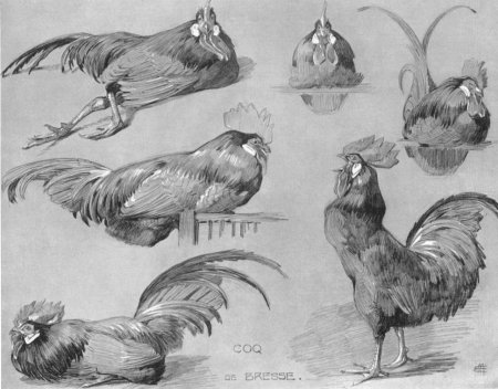 Наброски и зарисовки птиц