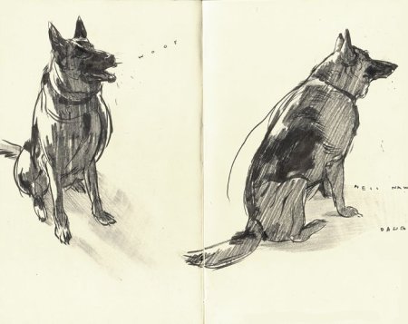 Тональные зарисовки животных