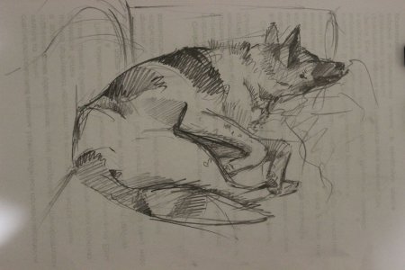 Зарисовки животных