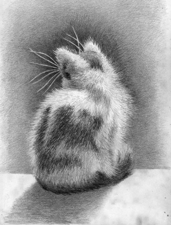 Котенок карандашом