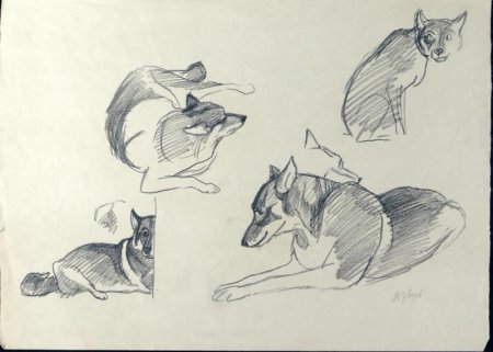 Зарисовки и этюды животных