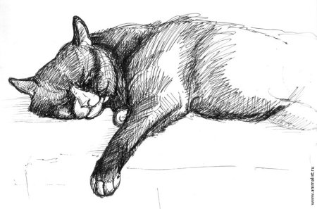 Домашние животные Наброски